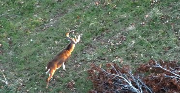 Люди веками ошибались: дрон DJI Matrice разоблачил неожиданный секрет об оленях (видео)