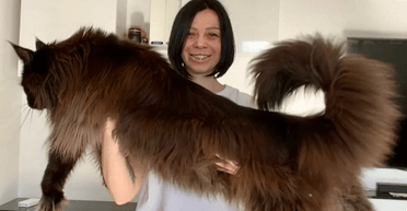 Зріст 130 см, вага 13 кг: жінка здивувала знімками кота-гіганта (фото)