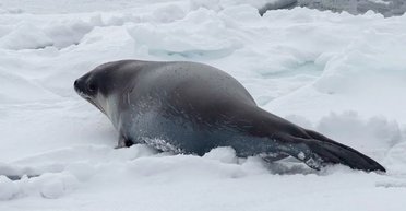 Получены первые в истории фото тюленя Росса: ранее их не наблюдали под водой (фото)