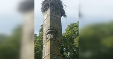 Свили гнездо: демонтаж советского памятника в Ровенской области отложили из-за аистов