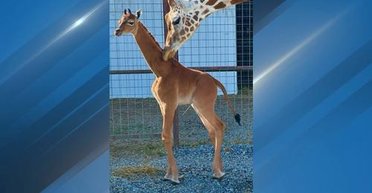 Єдиний у світі: в американському зоопарку з'явився на світ дивовижний жираф (відео)