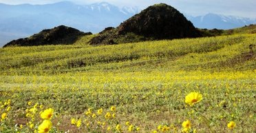 Такое случается раз на десятилетия: природа готовит особый сюрприз в Долине Смерти (видео)