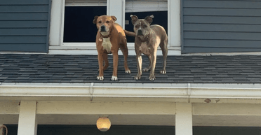 Жінка йшла до дверей і раптом зрозуміла, що за нею спостерігають з даху будинку (фото)