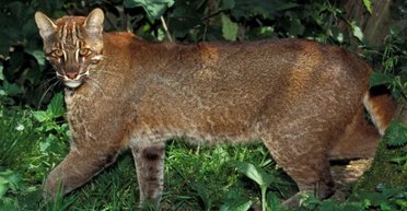 Тільки в цьому місці на Землі живе золота кішка: "готує" птахів перед тим, як з'їсти (фото)