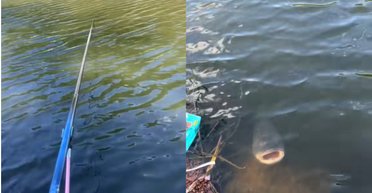 Рыба "поздоровалась" с мужем на рыбалке и стала звездой сети (видео)
