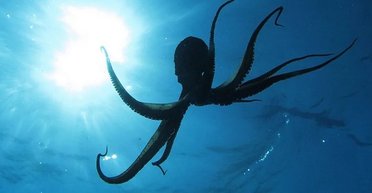 Кракен виявився реальним: океан тримали у страху гігантські восьминоги 19 м завдовжки (фото)