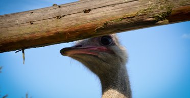 Не пугайте страусов! Почему вымышленный мир уютнее для проживания