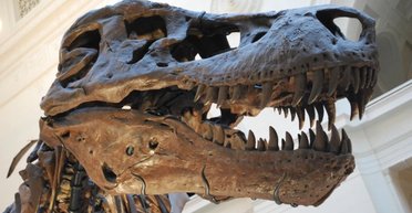 Вдвое больше, чем у людей: ученые выяснили, сколько зубов было в пасти тираннозавра