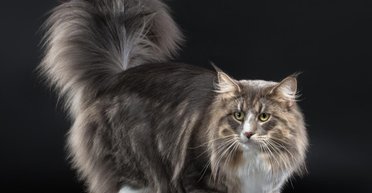 Ідеальніше нікуди: топ 3 найкрасивіших порід кішок у світі (фото)