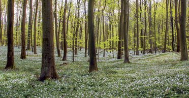 Реликтовый лес. Где в Украине находится единственный природный объект, занесенный в список ЮНЕСКО