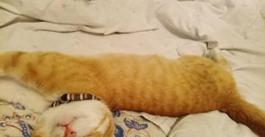 Хто перший, того й кіт: український воїн повернувся з полону разом із чотирилапим другом (фото)