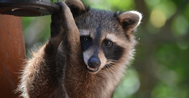 Человеческое вмешательство критично не для всех животных, - ученые