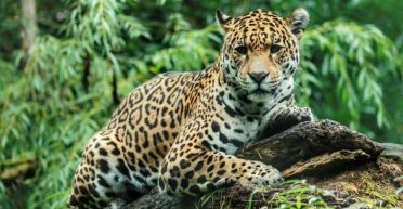 Леопардов можно отличить по их уникальному реву: появилось новое исследование (фото)