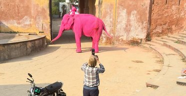 В Индии умерла слониха, которую российская блогерша покрасила в розовый ради фотосессии