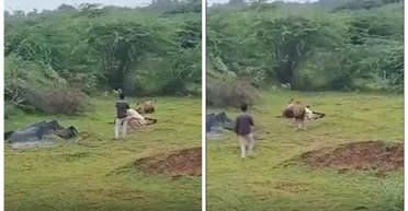 Турист пытался прервать трапезу льва: впоследствии мужчина пожалел об этом (видео)