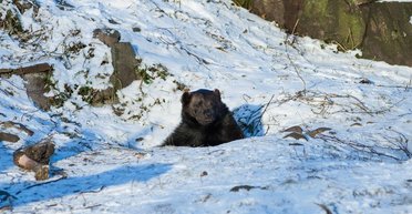 Напівсонні ведмеді бродять Сибіром і не можуть впасти в сплячку: що відбувається (фото)