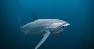 Індіана Джонс помер від заздрості: найдивовижніші акули у світі використовують хвіст замість хлиста