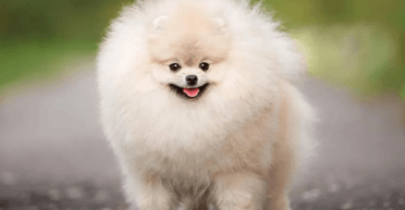 Не будут держать в напряжении даже самых скандальных соседей: топ пород собак для небольших квартир