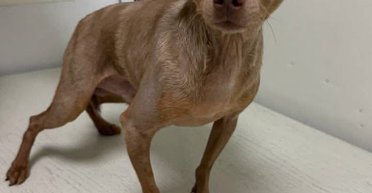 Нужно вернуть собачке веру в людей: той-терьер Груфалятко ищет новую семью