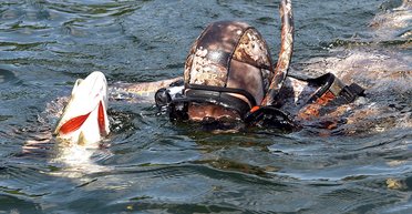 Котлеты из щуки. Почему политики принимают нас за "собаку Павлова"