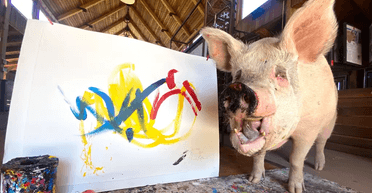 "Нюх на мистецтво": у віці 8 років померла свинка-художниця на прізвисько Пігкассо (відео)
