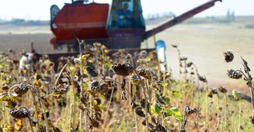 Будет масло: каким урожаем подсолнечника порадуют аграрии в 2022 году