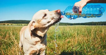 Завтра — грози й до +35: Діденко розкрила дату, коли спека в Україні почне спадати (карти)