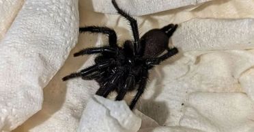 Разом з товаром в країну потрапив новий отруйний павук: які наслідки укусу (фото)