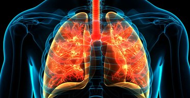 "Навчені" імунні клітини легень можуть видаляти сміття, що викликає запалення: що відомо