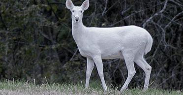 Жінка зіткнулася з "магічною" дикою твариною дорогою на роботу (фото)