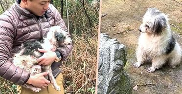 Пес два года лежал возле могилы хозяйки: недавно с ним произошло чудо (фото)