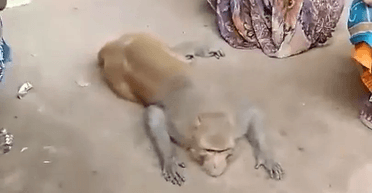 Сумує з рідними: мавпа відвідала похорон фермера, який ділився з нею їжею (фото)