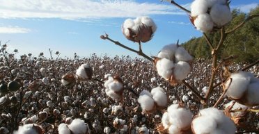 Из-за дефицита пороха: в Одесской области выращивают хлопчатник, что может изменить оборонную политику Украины