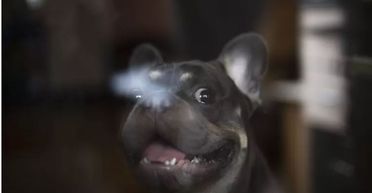 Жінка подивилась у вікно й не могла повірити, що робить сусідський пес (фото, відео)