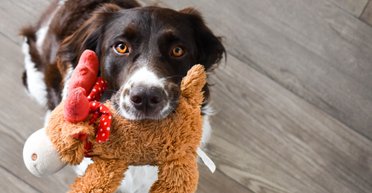 У этих популярных собак самая длинная продолжительность жизни: эксперт назвал самых больших долгожителей (фото)