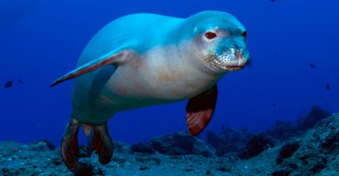 На Гавайях ныряльщица встретила под водой редкого вымирающего тюленя-монаха (видео)