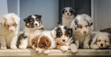 Ученые выяснили, что делает мордашки собак такими привлекательными