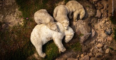 Лежбище білих ведмедів і влучний удар рисі: переможці конкурсу "Фотограф дикої природи року 2026" (фото)