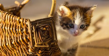 Кіт у мішку: які хвороби ви можете принести в дім, купивши або підібравши тварину на вулиці