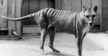 Страшні цифри: вчені розповіли, скільки видів тварин на Землі зникло через людей