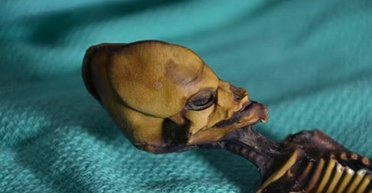 Людина чи інопланетянин: історія Гуманоїда Атаками отримала нове продовження (фото)