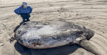 "Винахід божевільного вченого": величезну морську істоту викинуло на пляж (фото)