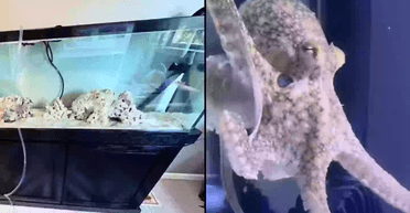 Батьки подарували синові незвичайного домашнього улюбленця, який зруйнував їхній будинок (відео)