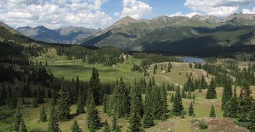 Комахи в небезпеці: чому вони щезають