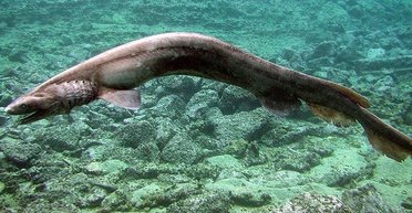 Живое ископаемое. В Португалии рыбаки поймали редкую акулу с 300 зубами (фото)