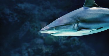 Як глибоко можуть запливати великі акули в пошуках їжі: вчені з'ясували це (фото)