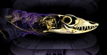 Ящірки переписали правила еволюції: вчені вирішили давню суперечку про броню рептилій