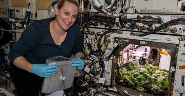 Деликатесы на орбите. На МКС впервые собрали урожай свежего редиса