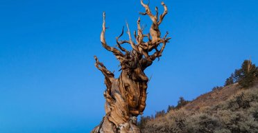 Самое древнее дерево в мире: сосна застала строительства египетских пирамид