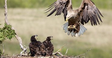 Гнездовье на Банковой. Орлята учатся рулить